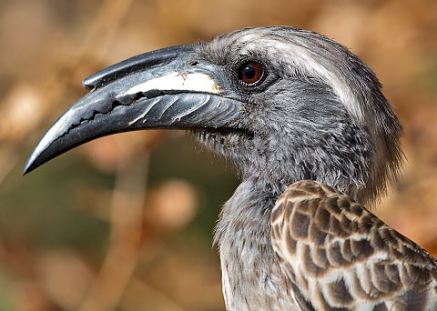 African Grey Hornbill male